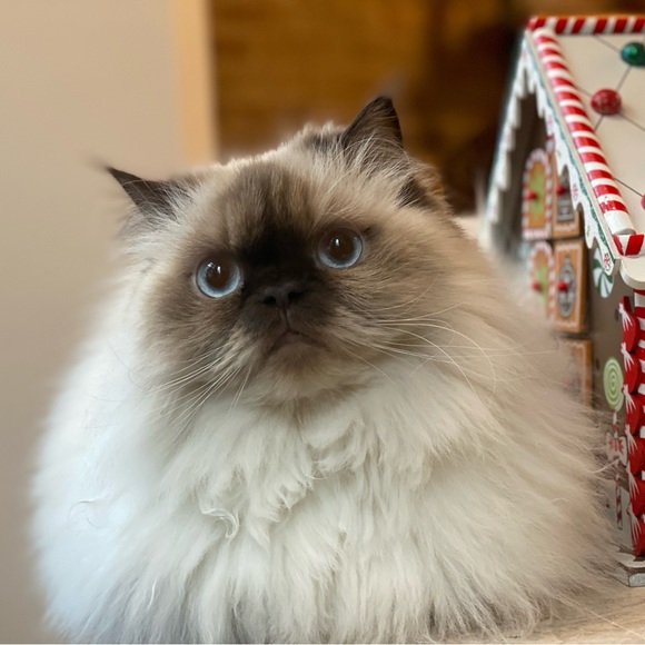 About Me - Shop With Confidence - Picture 13 of 15